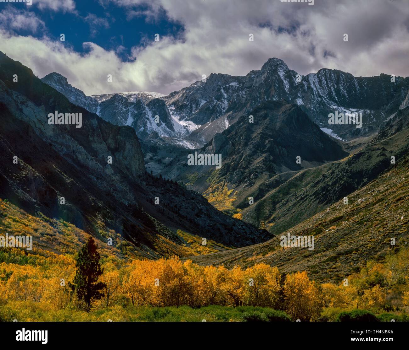 Aspen, McGee Creek, Mount Aggie, Inyo National Forest, Eastern Sierra, Kalifornien Stockfoto