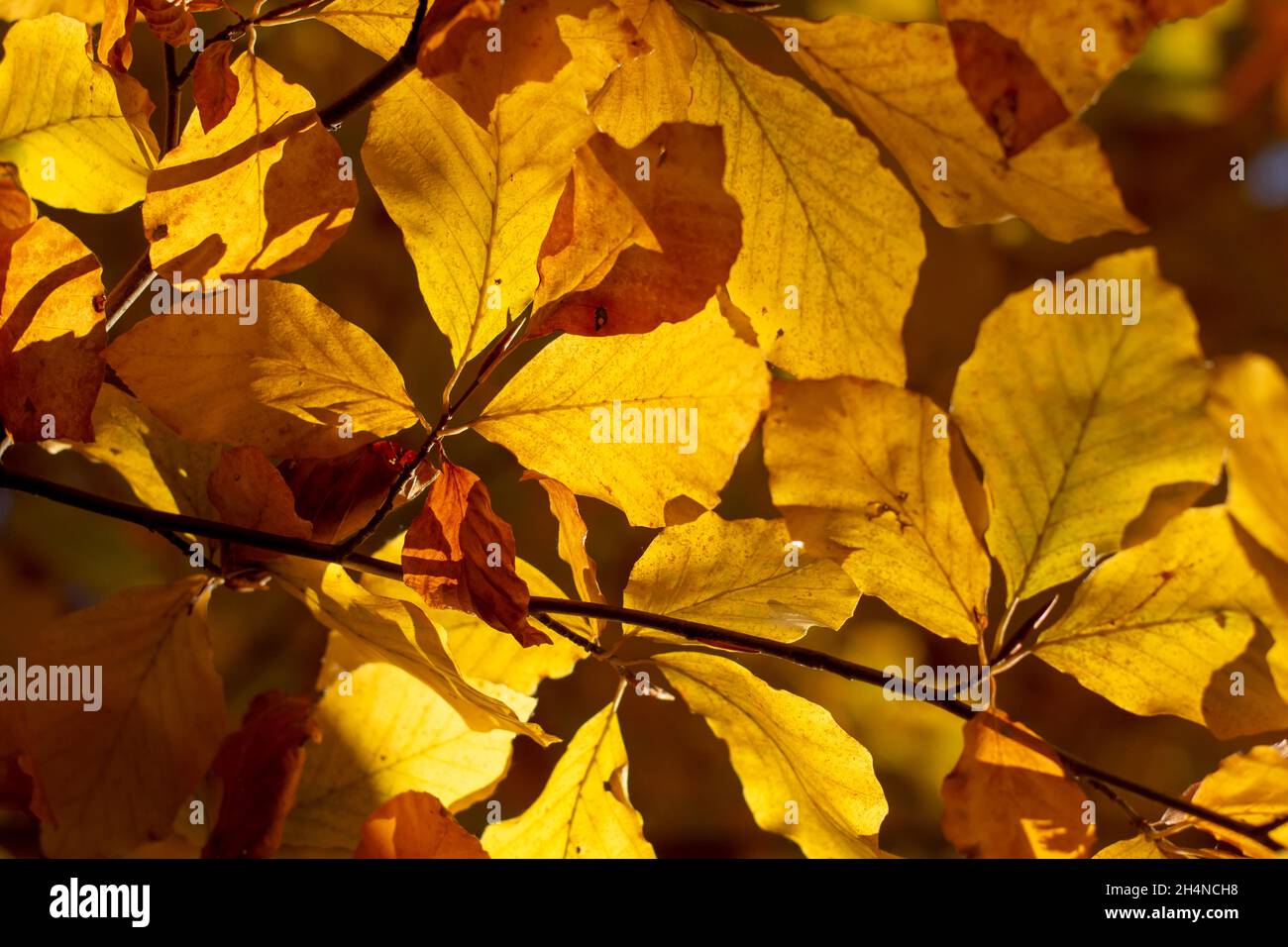 Europäische Buche oder gemeine Buche (Fagus sylvatica) goldene Blätter im Herbst. Gelbes Laub. Hintergrundbeleuchtung. Stockfoto