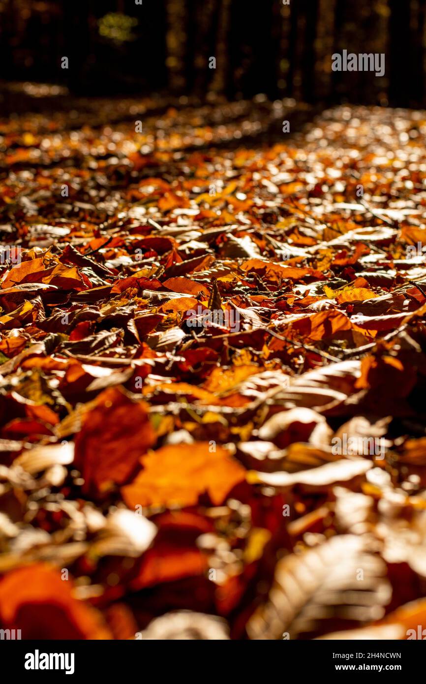 Im Wald verfällt Herbstlaub auf dem Boden. Goldenes Laub. Selektiver Fokus. Stockfoto