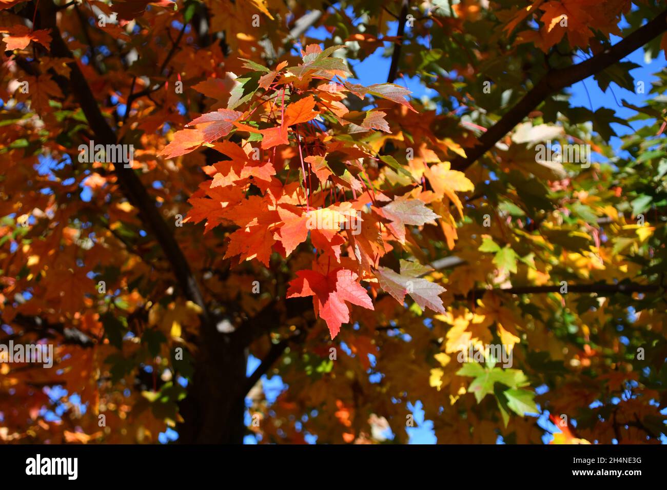 Herbstlaub in voller Farbe Stockfoto