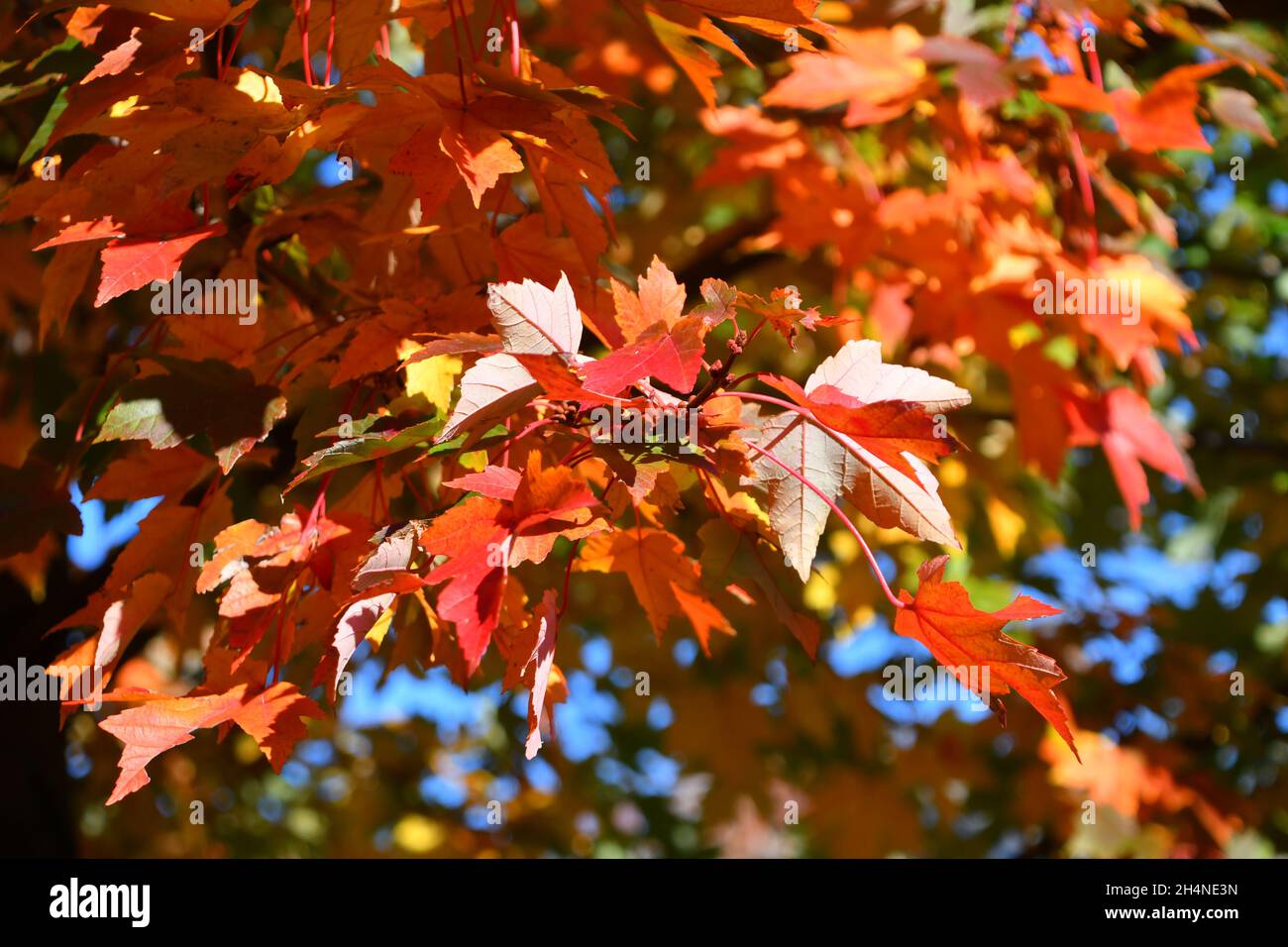 Herbstlaub in voller Farbe Stockfoto