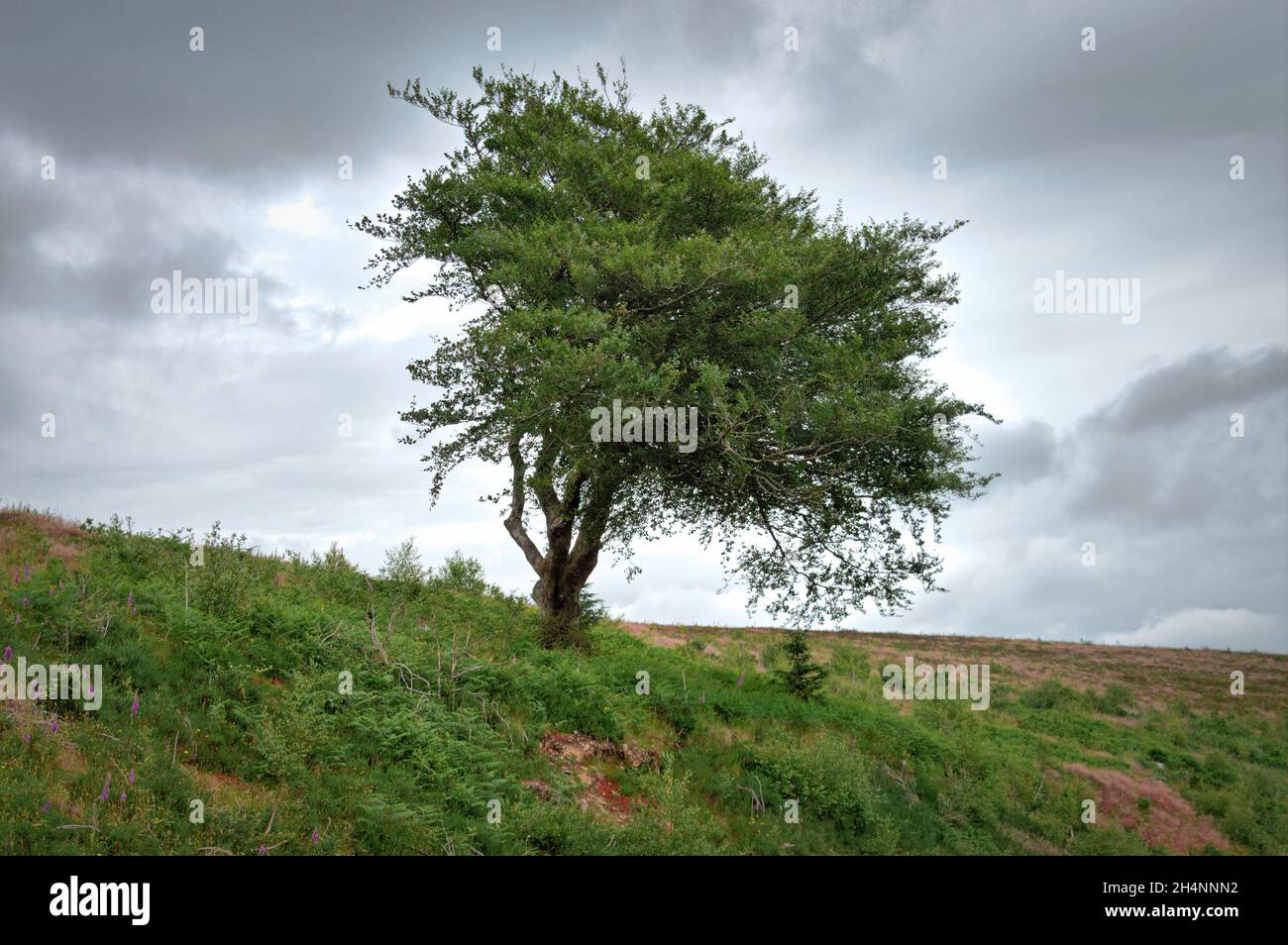 Ein einbunter Baum auf dem Hügel Stockfoto