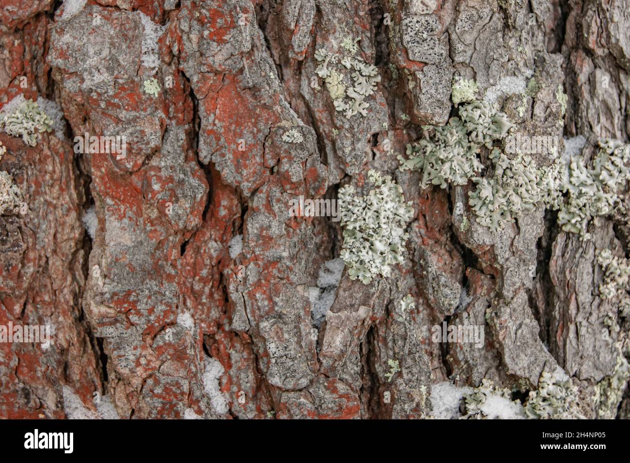 Schneebaum Rinde. Wunderschöne Textur. Wildtiere schaffen die besten Formen. Winterwald. Stockfoto