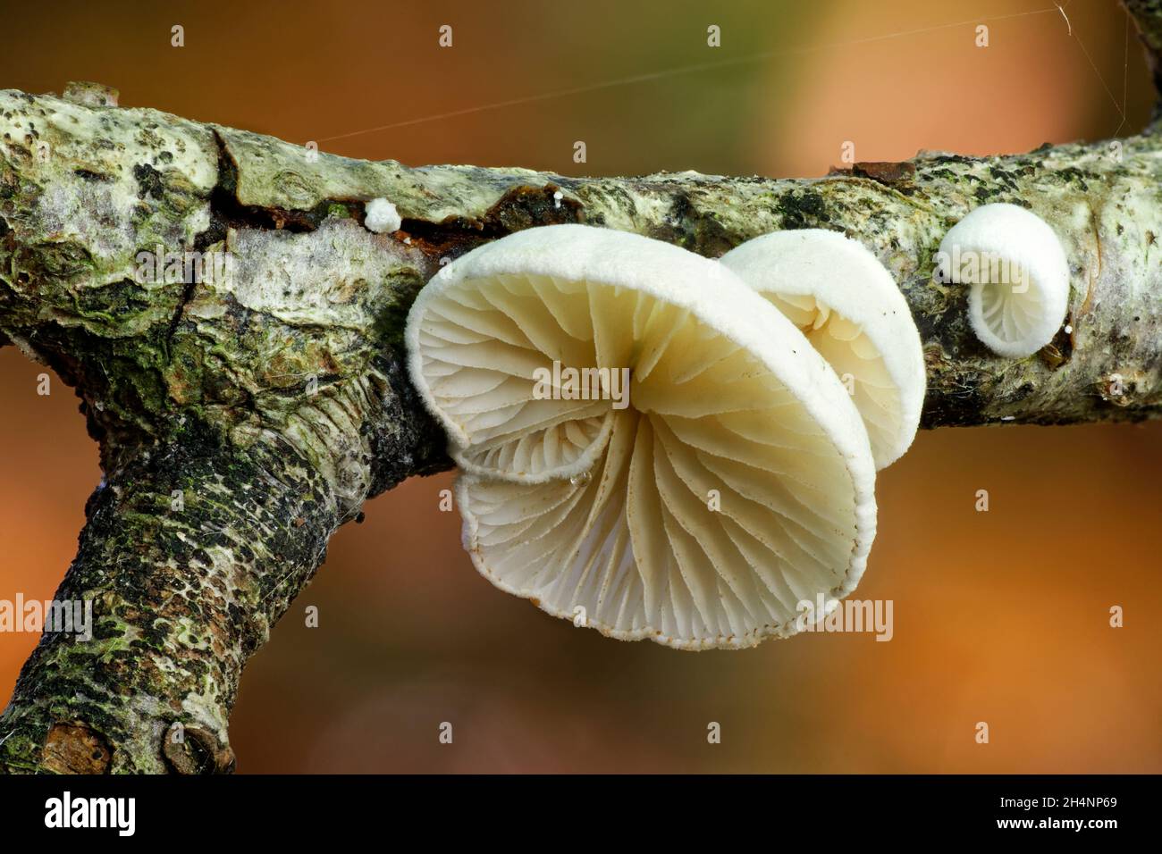 Variable OySterling - Crepidotus variabilis, kleiner Pilz auf verfaulenden Zweigen Stockfoto