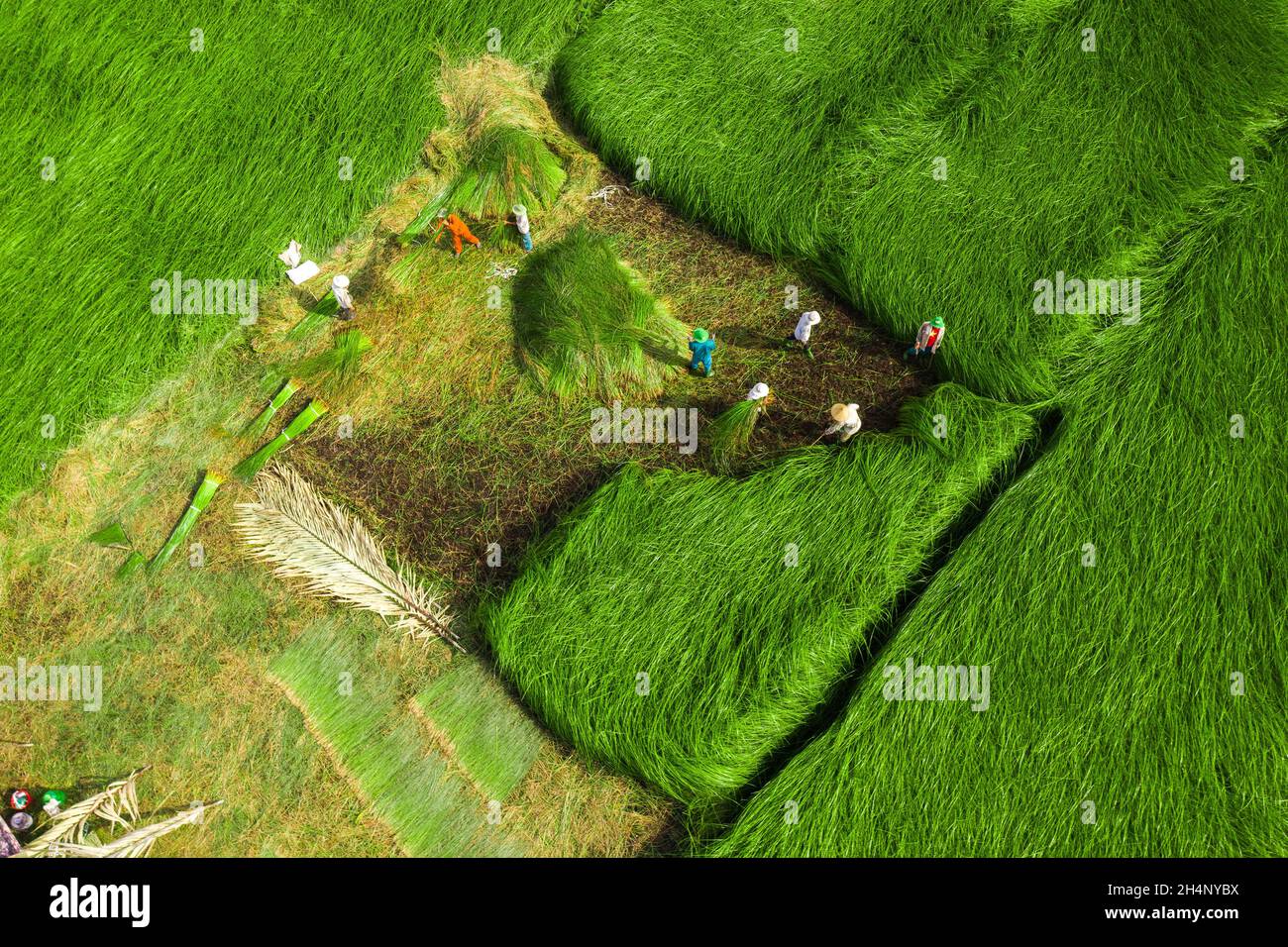Die Bauern ernten im größten Sedge-Feld in Vietnam Sedge-Pflanzen. Fotos von oben Stockfoto