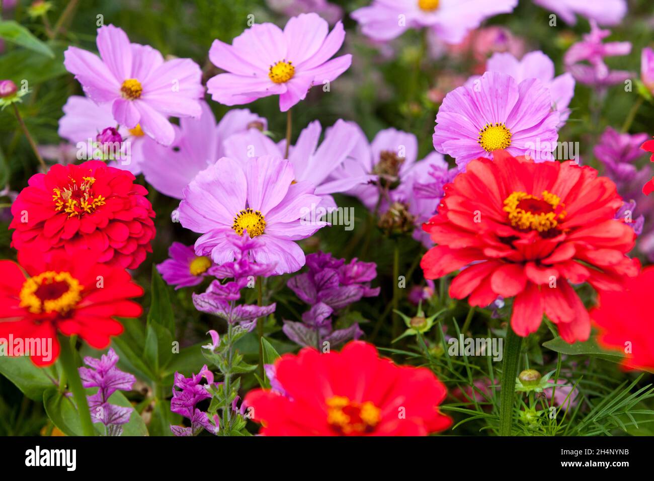 Gemeinsame Kosmos Blumen Zinnien Rot Rosa Cosmos bipinnatus mexikanische Aster gemischt Rot Zinnia elegans Garten Blume Bett Sommer Bettwäsche Pflanzen Bunte Kante Stockfoto