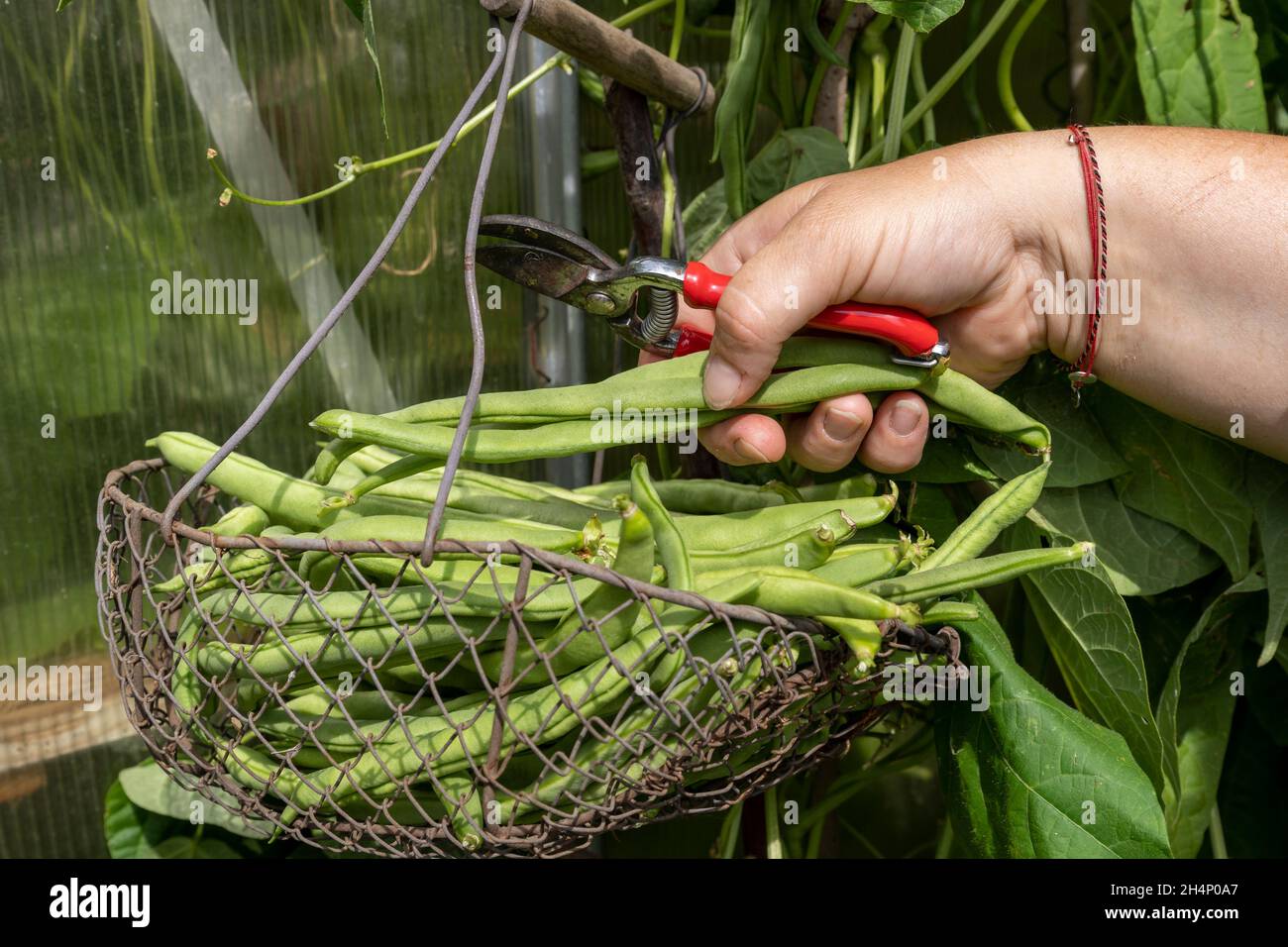 Bauer erntet grüne Bohnen im Garten Stockfoto