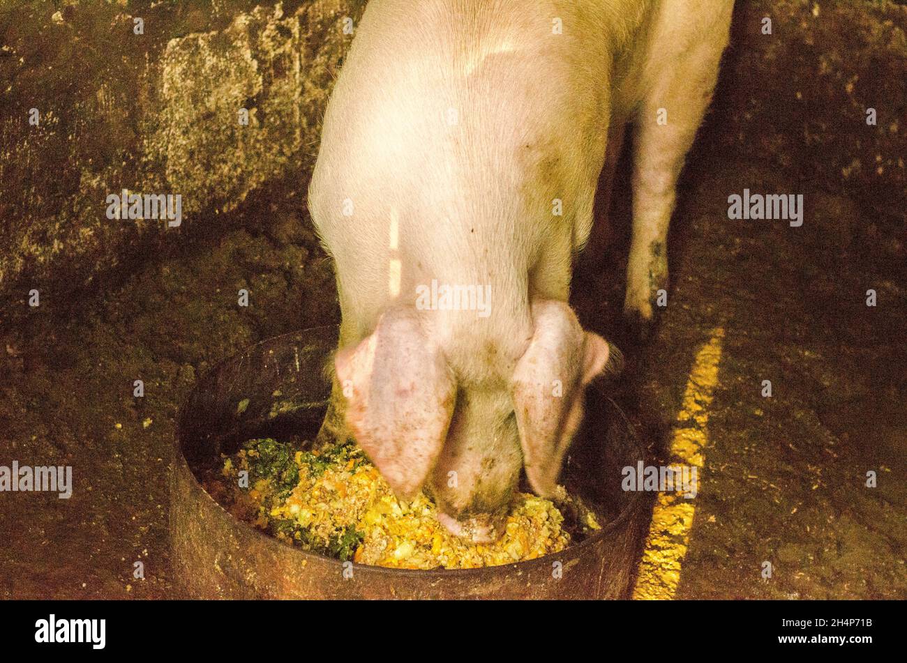 Schwein Nase im Pen. Schwerpunkt liegt auf der Nase. Geringe Tiefenschärfe. Stockfoto