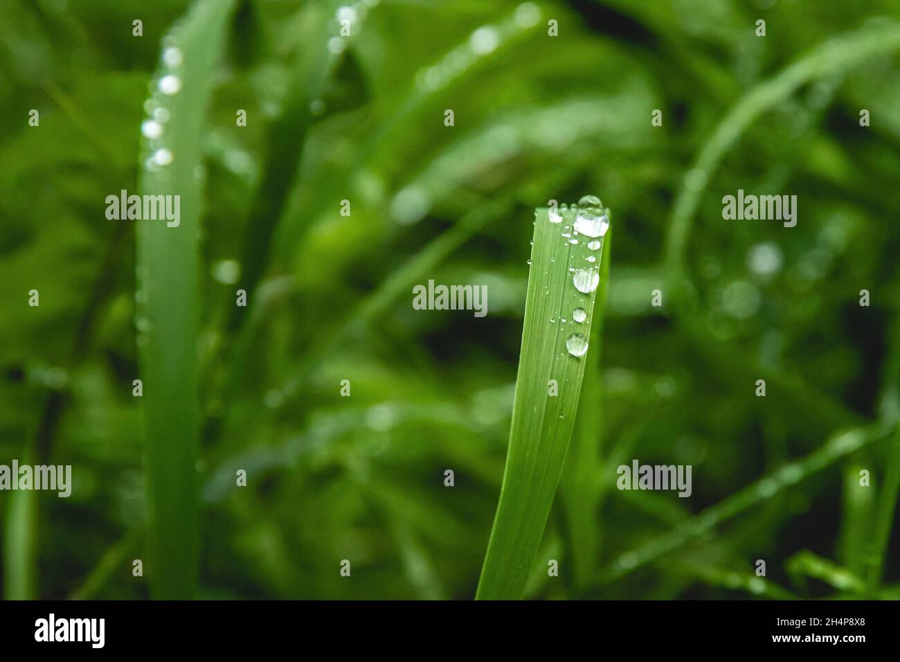 Closuep Schuss von Wassertröpfchen auf einem frischen grünen Gras fter einen Nieselregen Stockfoto