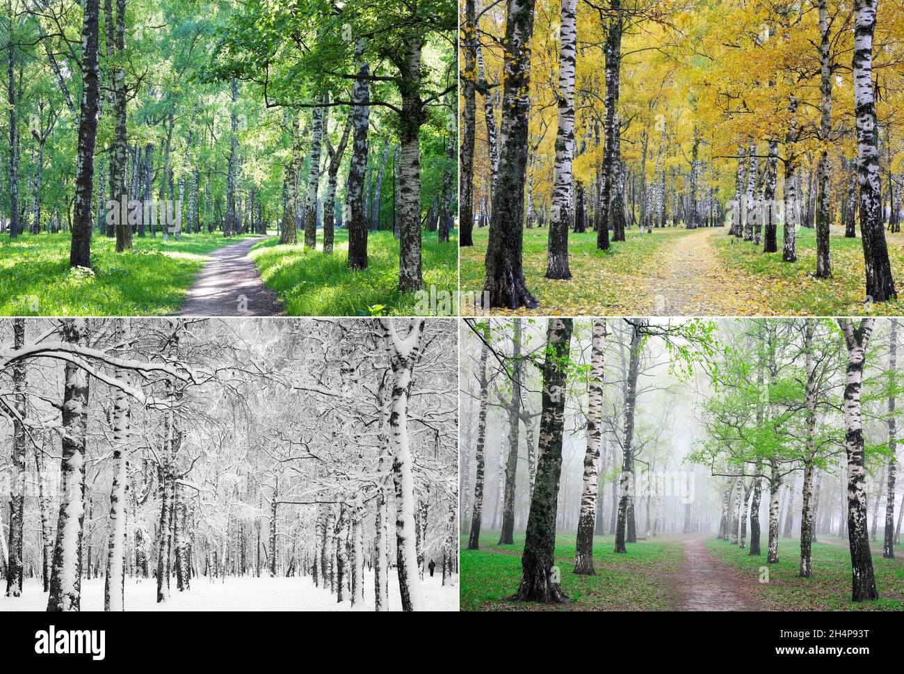 Vier Jahreszeiten der Natur einer Reihe von Birken von einem Ort genommen Stockfoto