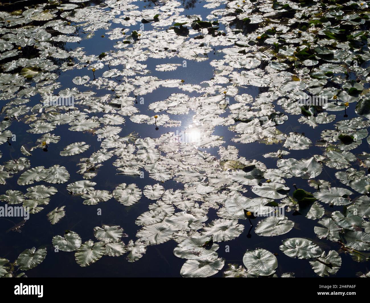 Lily stampft und reflektierte Sonne in Abbey Stream, einem kleinen, aber schönen Nebenfluss der Themse von Abingdon. Wir sehen direkt über der Wasseroberfläche Stockfoto