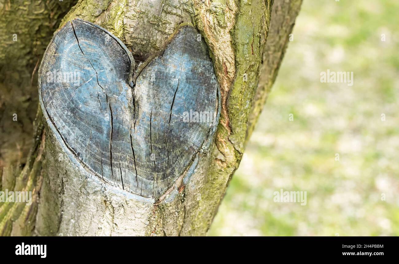 Herz in einer lebendigen Baumrinde geschnitzt Stockfoto