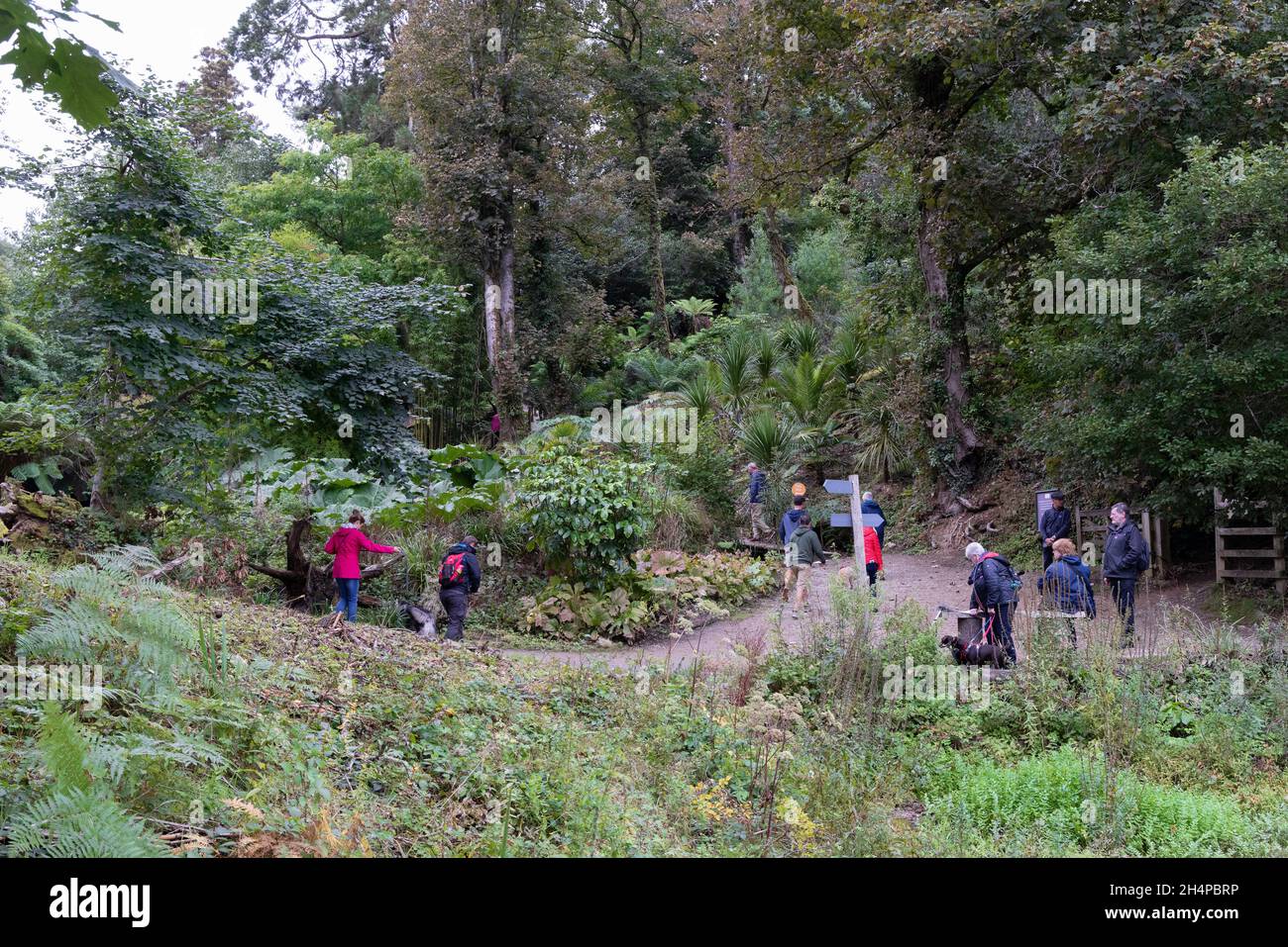 Cornwall-Touristen in den Lost Gardens von Heligan, Cornwall, Großbritannien; Besucher im „Jungle“-Bereich der Gärten im Sommer, Cornwall, England Stockfoto