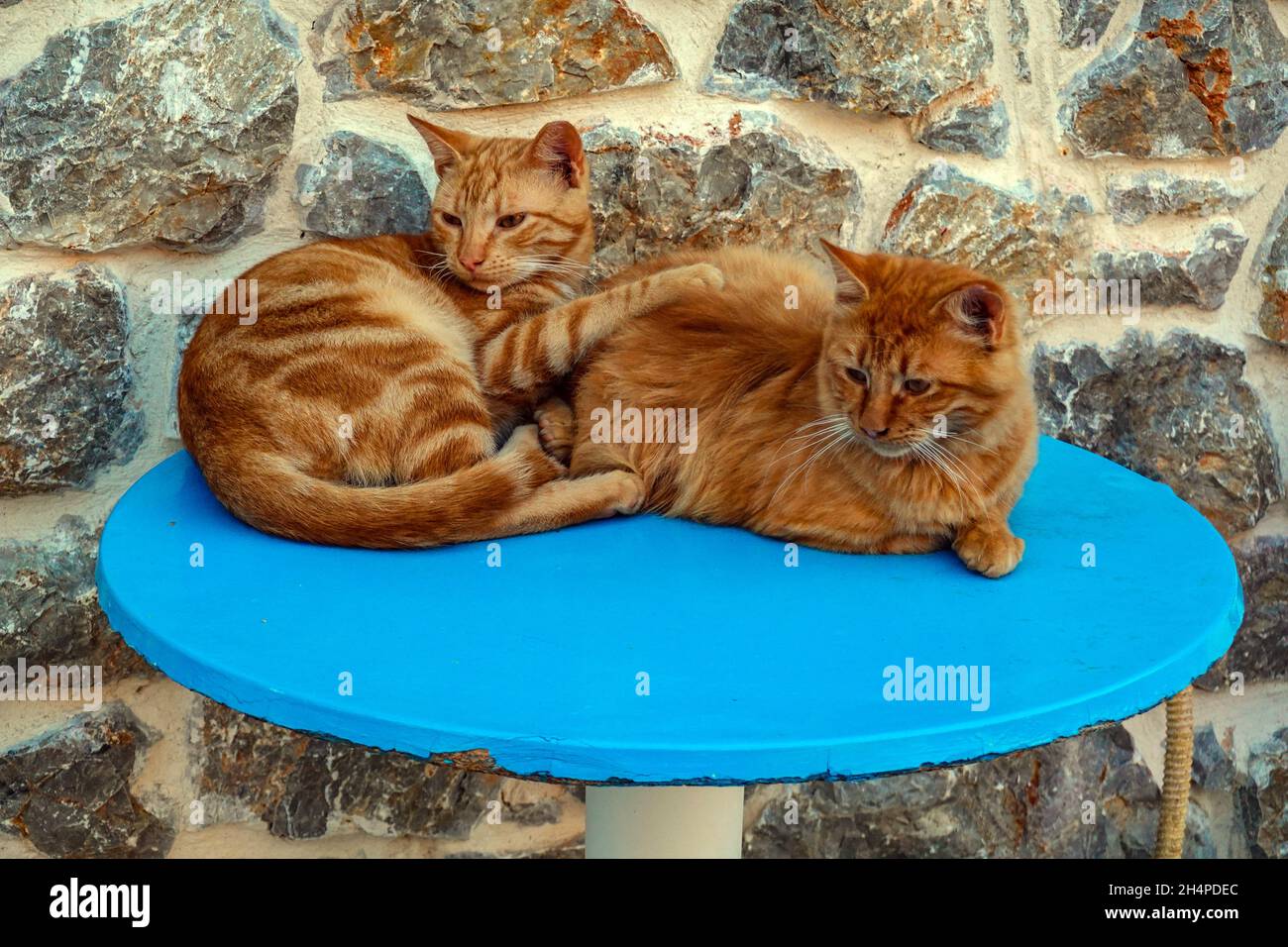 Zwei wilde Gingers, die die Kamera auf Kalymnos, Dodekanes, Griechenland, betrachten Stockfoto