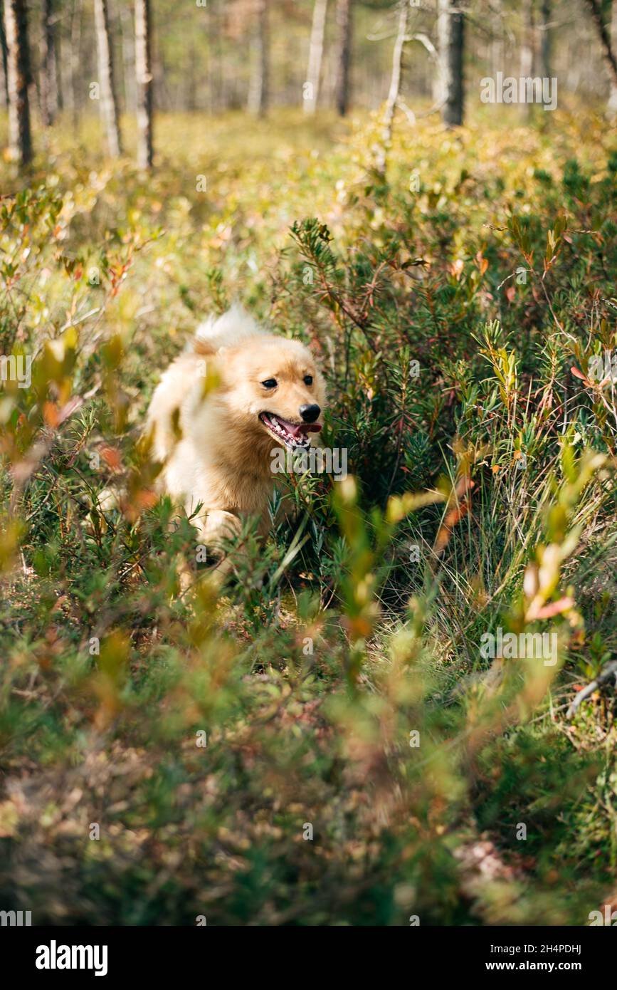 Nahaufnahme Porträt eines schönen roten Hundes im Wald Stockfoto