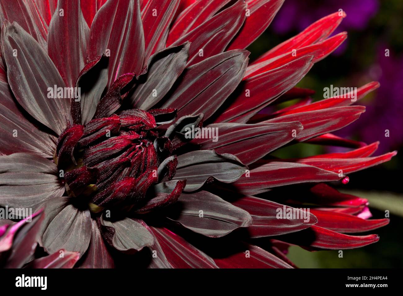 Eine tiefrote Dahlia Blume Stockfoto