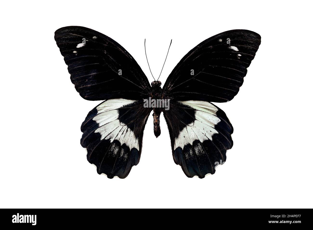 Schwarz-weißer Papilio gambrisius Schmetterling aus der Familie Papilionidae isoliert auf weißem Grund. Draufsicht. Flatlay. Stockfoto