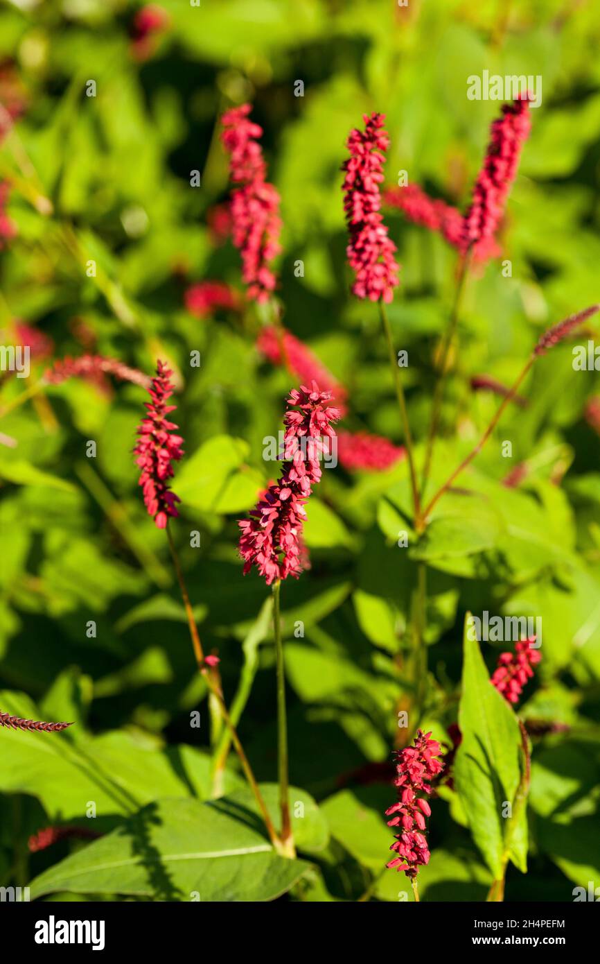 Persicaria amplexicaulis Pflanze Stockfoto