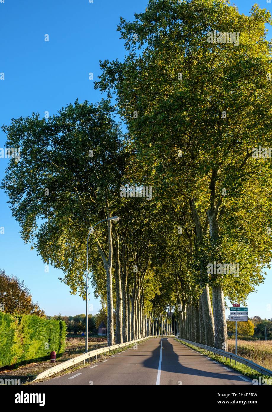 Eine Allee von Bäumen auf der Route nationale N77, etwas außerhalb der Stadt Pontigny im Département Aube von Frankreich. Stockfoto