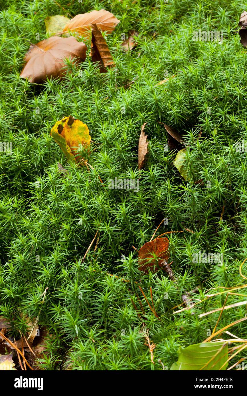 Gewöhnliches Haardeckelmoos Stockfoto