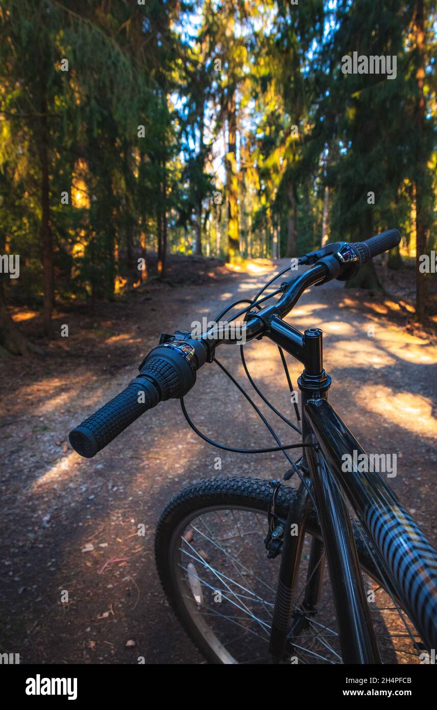 Fahrrad auf einer Straße in einem Kiefernwald. Morgens Aktivitäten im Freien. Blick von Bikers Eyes. Mountainbiken auf einem Waldweg im Morgenlicht. Stockfoto