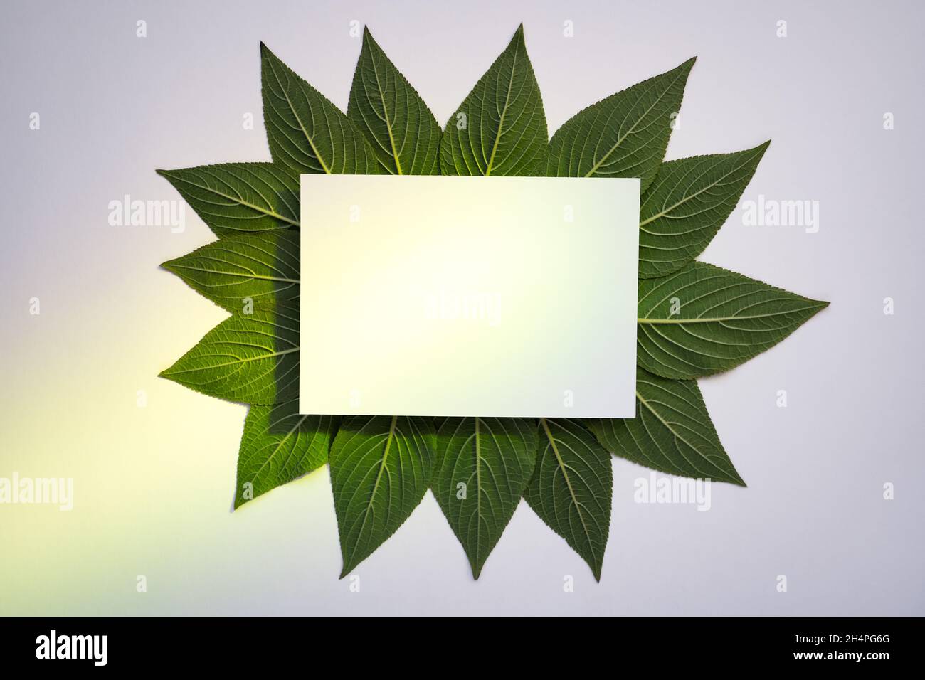 Kreativer grüner Ananas Salbeiblatt-Rahmen auf weißem Papier mit grünem Spotlight-Hintergrund. Flach liegend Stockfoto