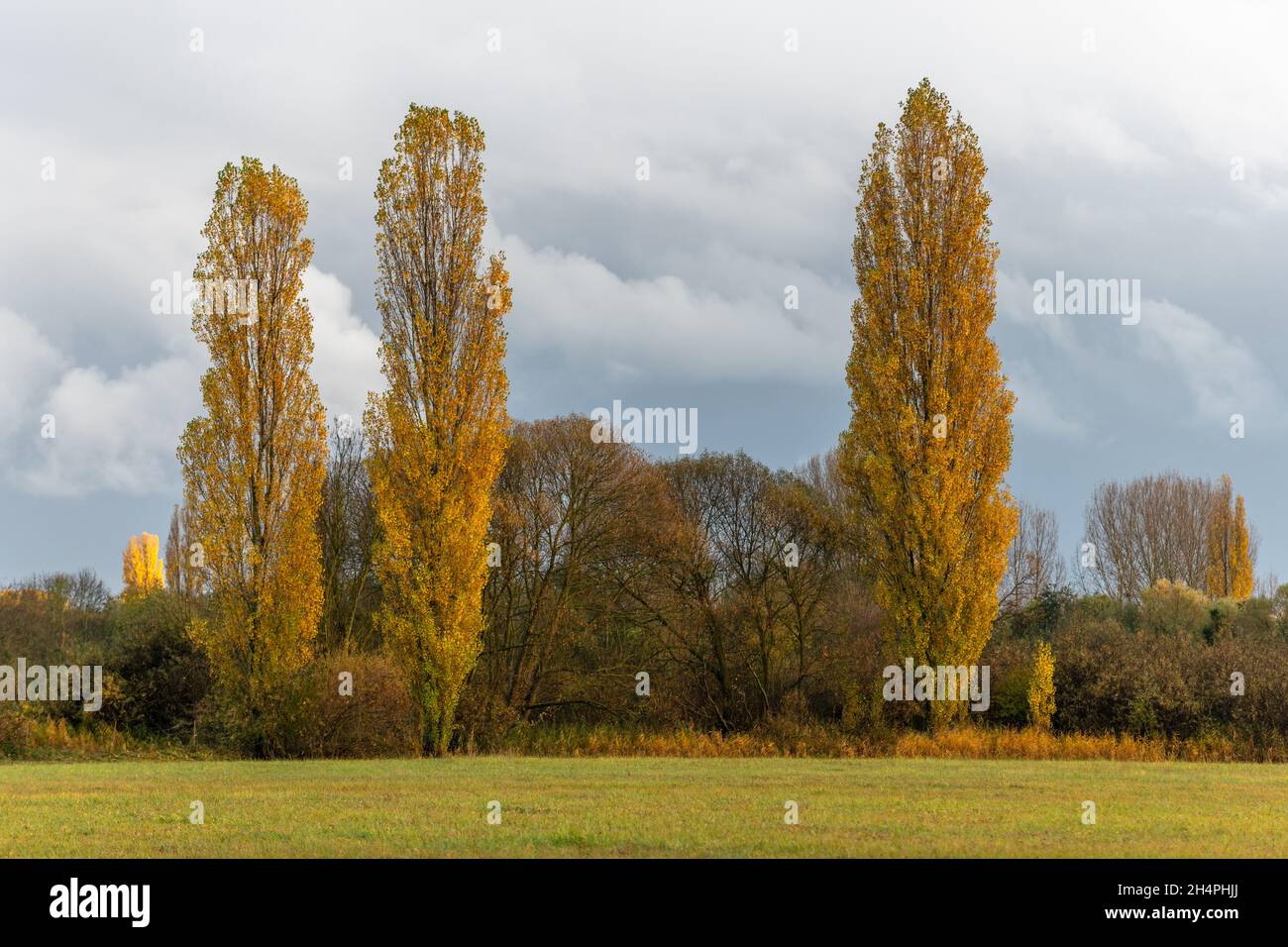 Bäume mit gelben Blättern auf dem Land bei Regenwetter im Herbst. Stockfoto