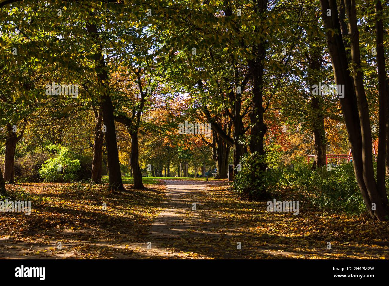 Herbstliche Parklandschaft mit grün Rasen und farbigen Herbstlaub Stockfoto