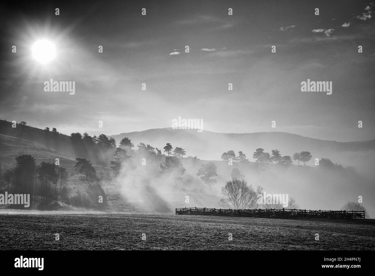 Landschaft, Morgen, Sonnenaufgang, Sonne, Nebel, Mann, Kuh, Landwirtschaft, rumänien, Transilvanya, Land, Outdoor, autside, neblig, Nebel, Wolken, Bäume, Wald, Feld, Stockfoto