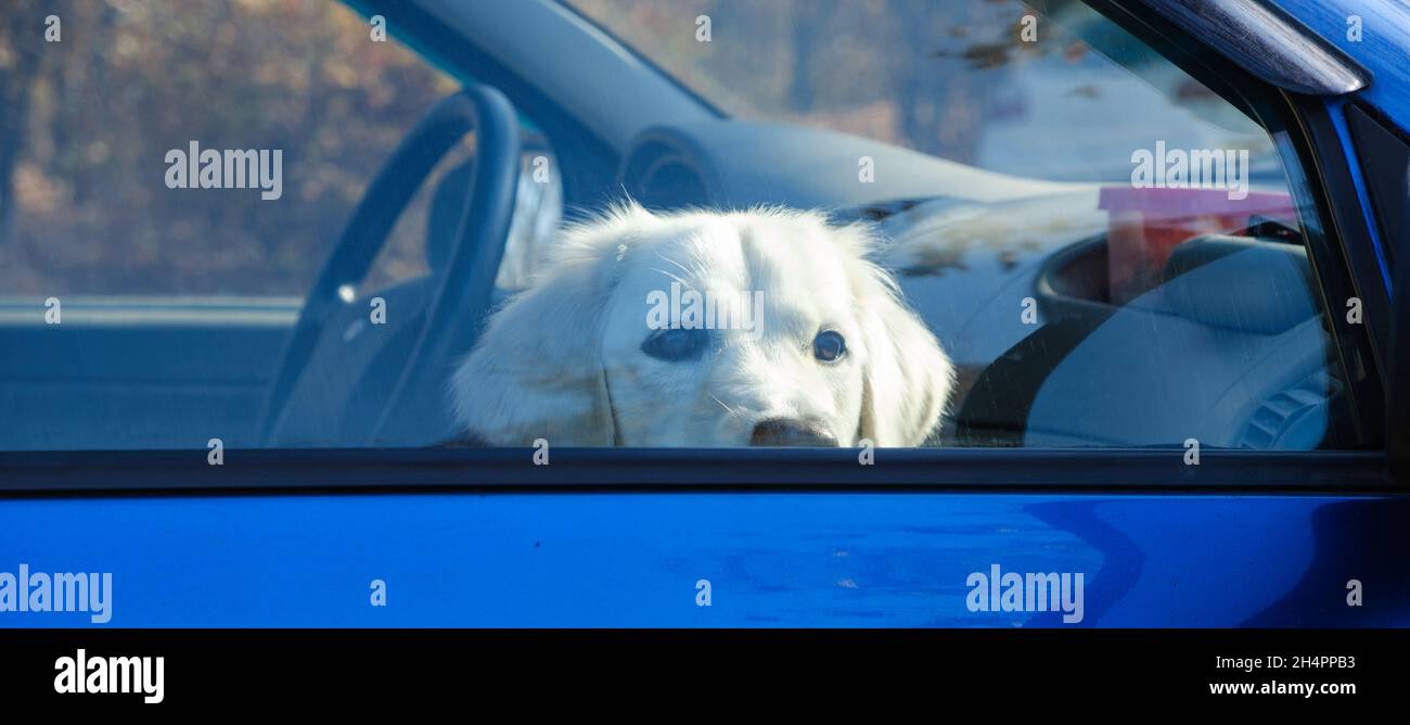 Labrador-Hund sitzt im Auto eingeschlossen und blickt aus dem Fenster Stockfoto
