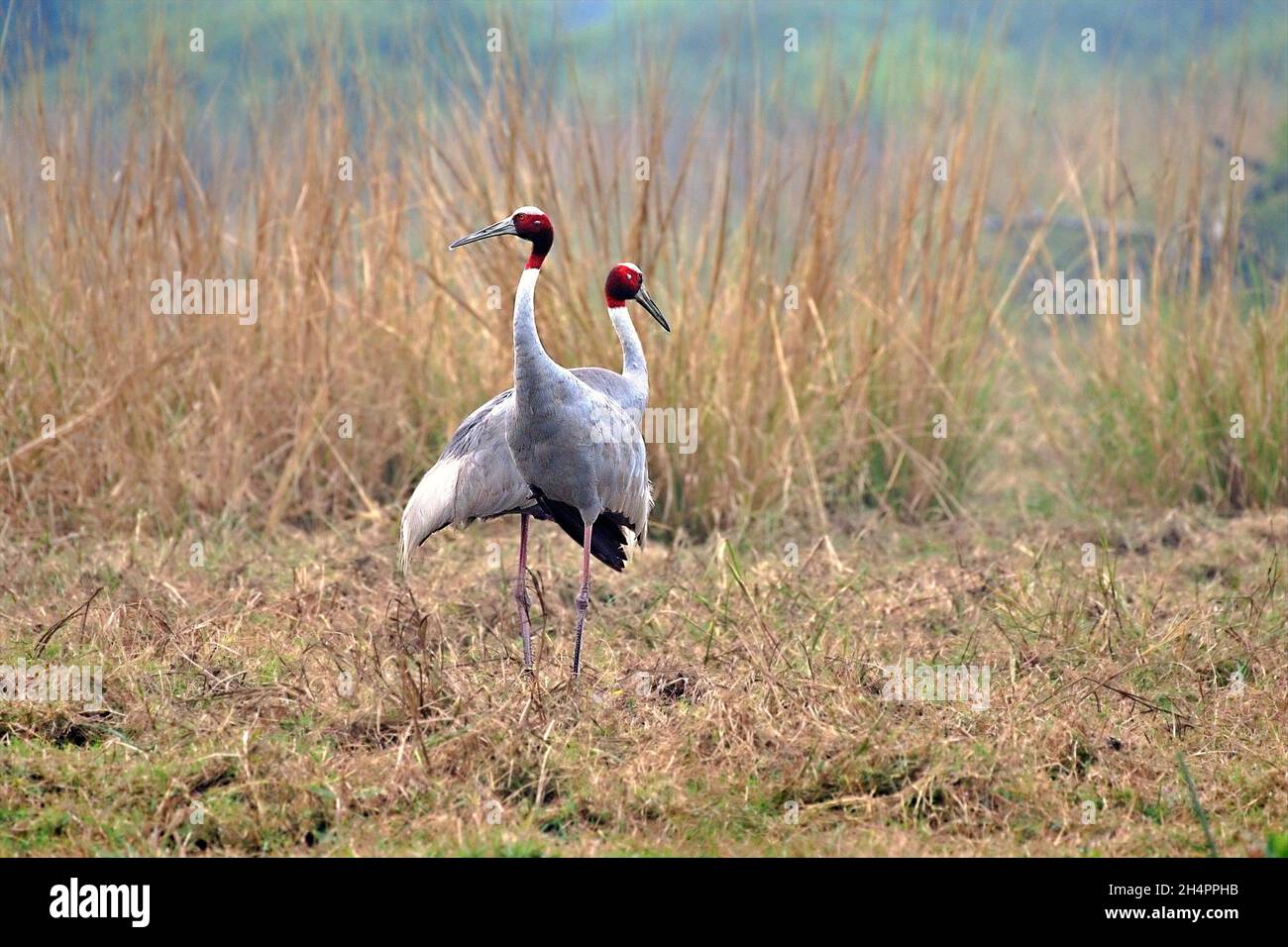 Ein paar Sarus-Kraniche stehen auf einem Feld Stockfoto