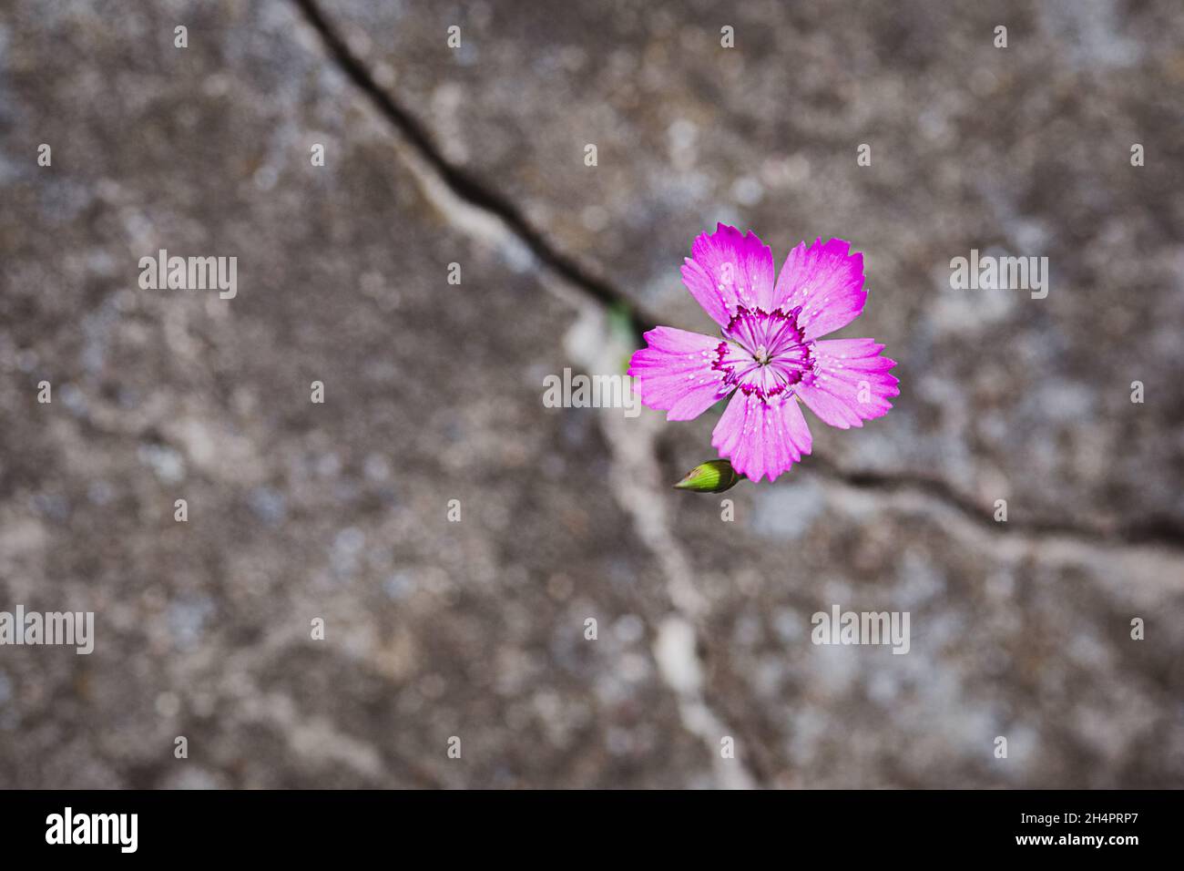Blume wächst auf dem Felsen, Widerstandsfähigkeit und Wiedergeburt Symbol Stockfoto