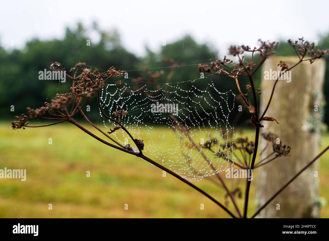 Spinne gewebtes Netz auf Büschen auf dem Feld bei der Morgendämmerung. Stockfoto