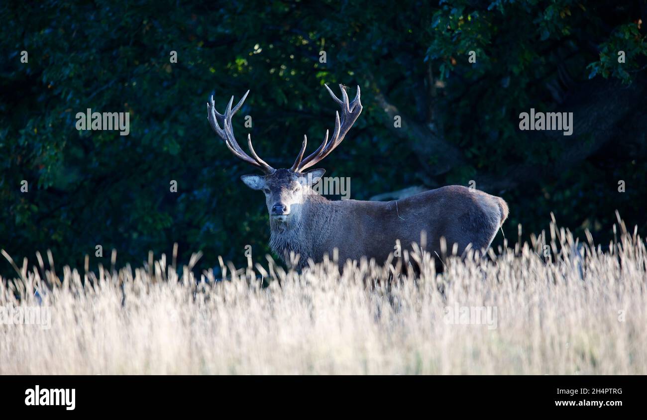 Rothirsch am Anfang der jährlichen Rut Stockfoto