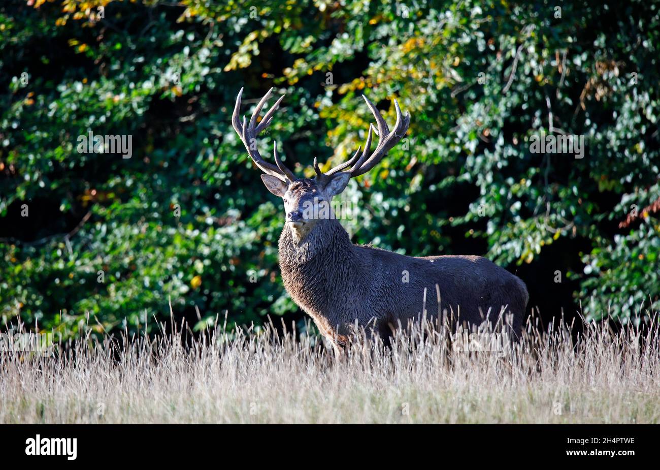 Rothirsch am Anfang der jährlichen Rut Stockfoto