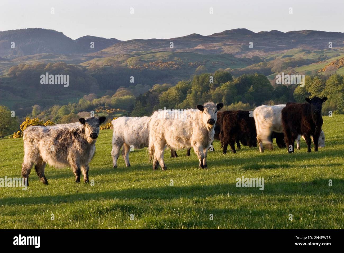 White Galloway Cattle, Fleet Valley, Galloway, Schottland Stockfoto