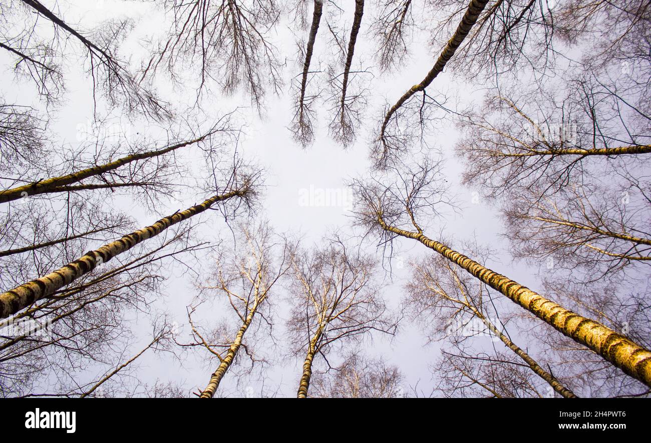 Birken im frühen Frühjahr im Wald, Blick vom Boden auf die Baumkronen Stockfoto