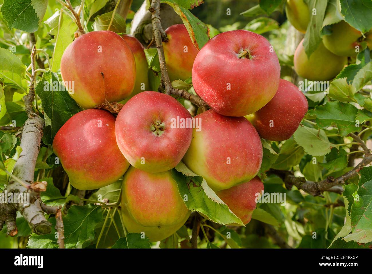 Reife, rote Äpfel auf Apfelbaum, Bodman, Bodensee, Baden-Württemberg, Deutschland Stockfoto
