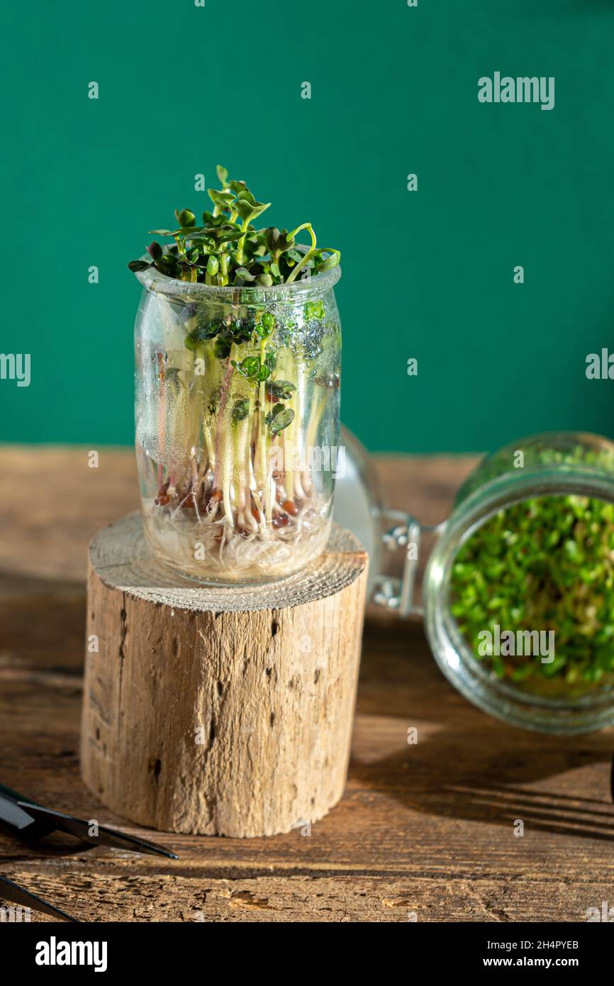 Wächst Micro Green. Glasgefäße mit Luzerne, Radieschen, Salat, Kohl auf einem Holzsockel. Keimende Samen für vegane Öko-Lebensmittel. Gartenarbeit im Haus. Organisches Konzept. Urbane Farm. Microgreen. Stockfoto