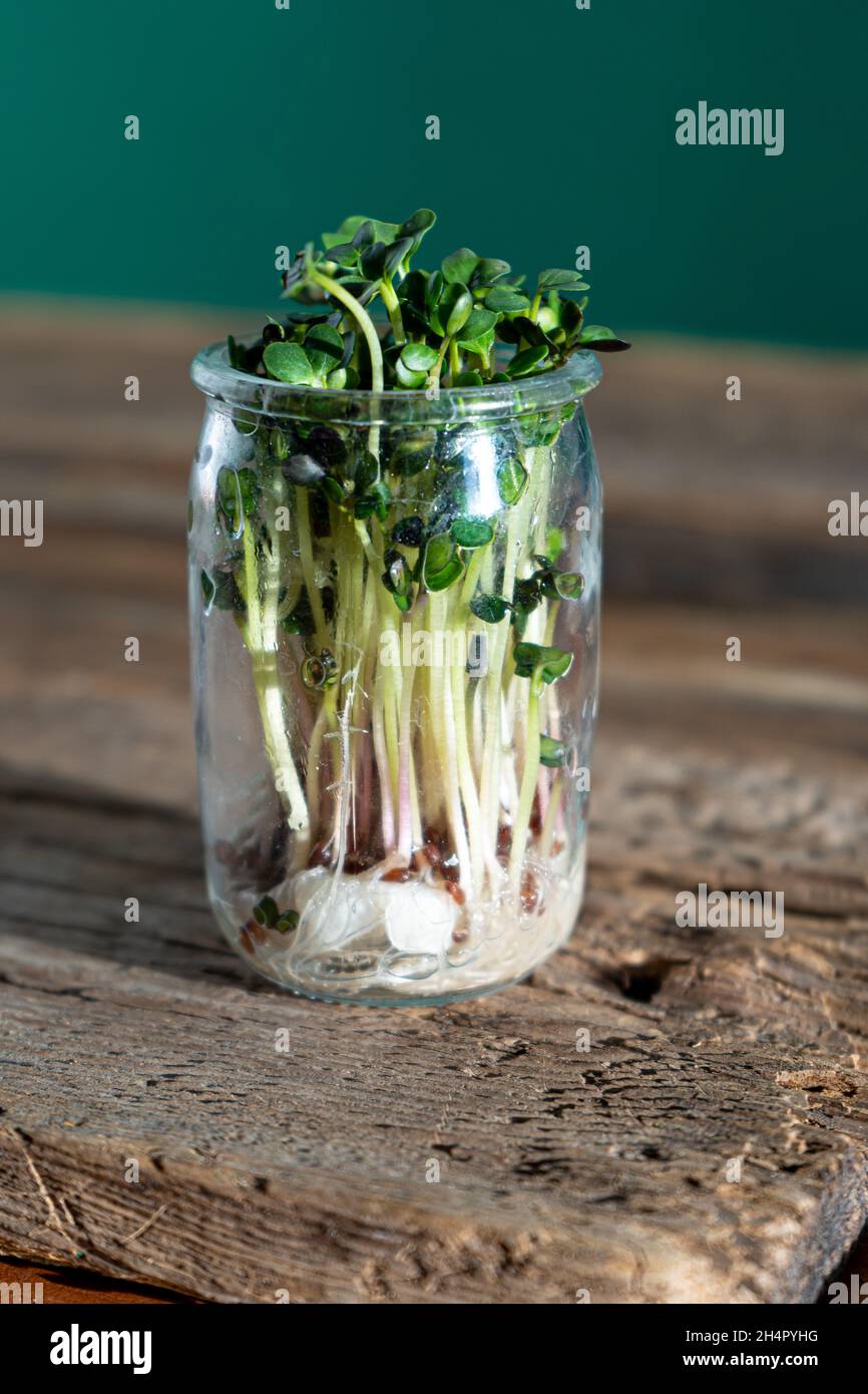 Wächst Micro Green. Glasgefäße mit Luzerne, Radieschen, Salat, Kohl auf einem Holzsockel. Keimende Samen für vegane Öko-Lebensmittel. Gartenarbeit im Haus. Organisches Konzept. Urbane Farm. Microgreen. Stockfoto