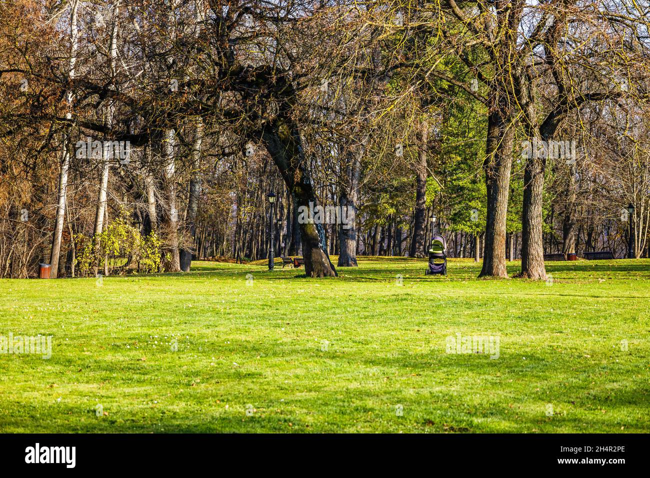 Gruppe von grünen Bäumen auf einem glatten grünen Rasen im gepflegten Garten des Parks Stockfoto