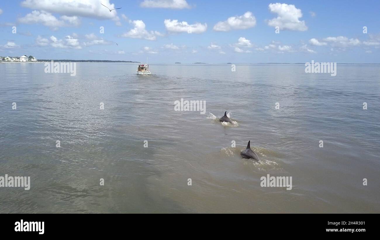 Zwei große Tümmler folgen einem Fischerboot vor der Küste von South Carolina. Stockfoto