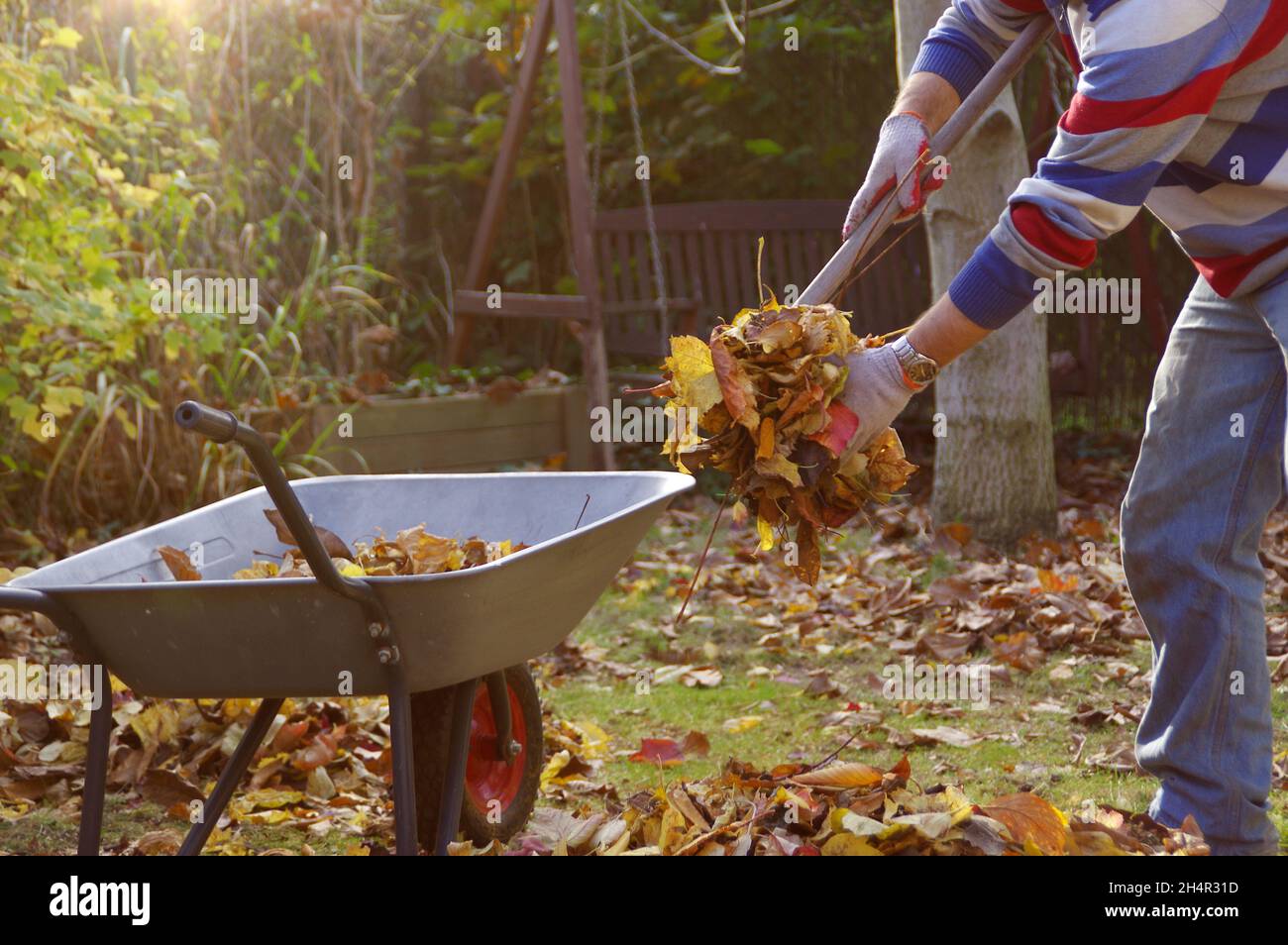 Herbstblattreinigung im Garten. Der Mann reckt die Blätter im Park und wirft sie in den Papierkorb. Stockfoto