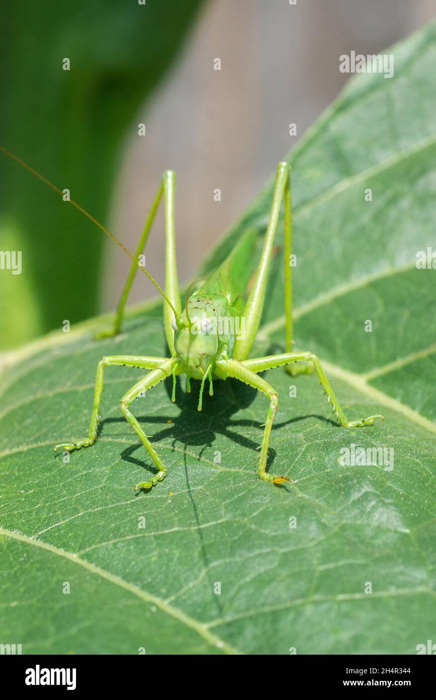 Große Sumpfgrasschrecke (Stethophyma grossum), eine bedrohte Insektenart, die typisch für feuchte Wiesen und Sumpfwiesen ist Stockfoto
