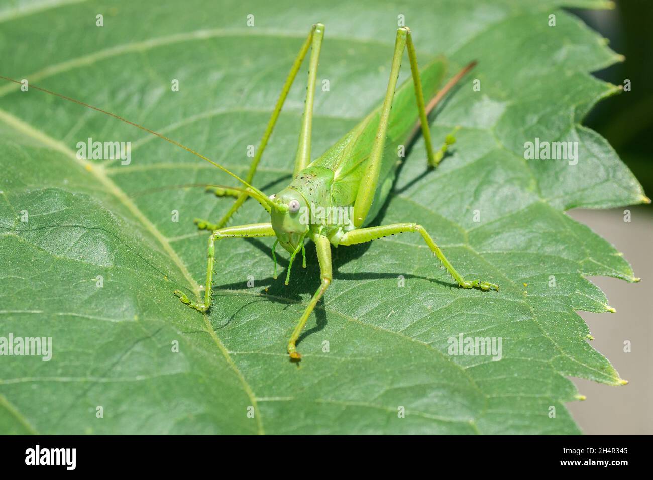 Große Sumpfgrasschrecke (Stethophyma grossum), eine bedrohte Insektenart, die typisch für feuchte Wiesen und Sumpfwiesen ist Stockfoto