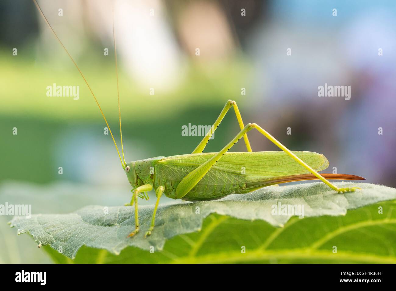 Große Sumpfgrasschrecke (Stethophyma grossum), eine bedrohte Insektenart, die typisch für feuchte Wiesen und Sumpfwiesen ist Stockfoto