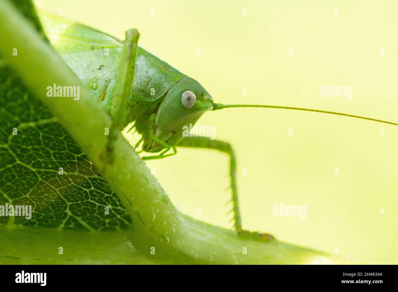 Große Sumpfgrasschrecke (Stethophyma grossum), eine bedrohte Insektenart, die typisch für feuchte Wiesen und Sumpfwiesen ist Stockfoto