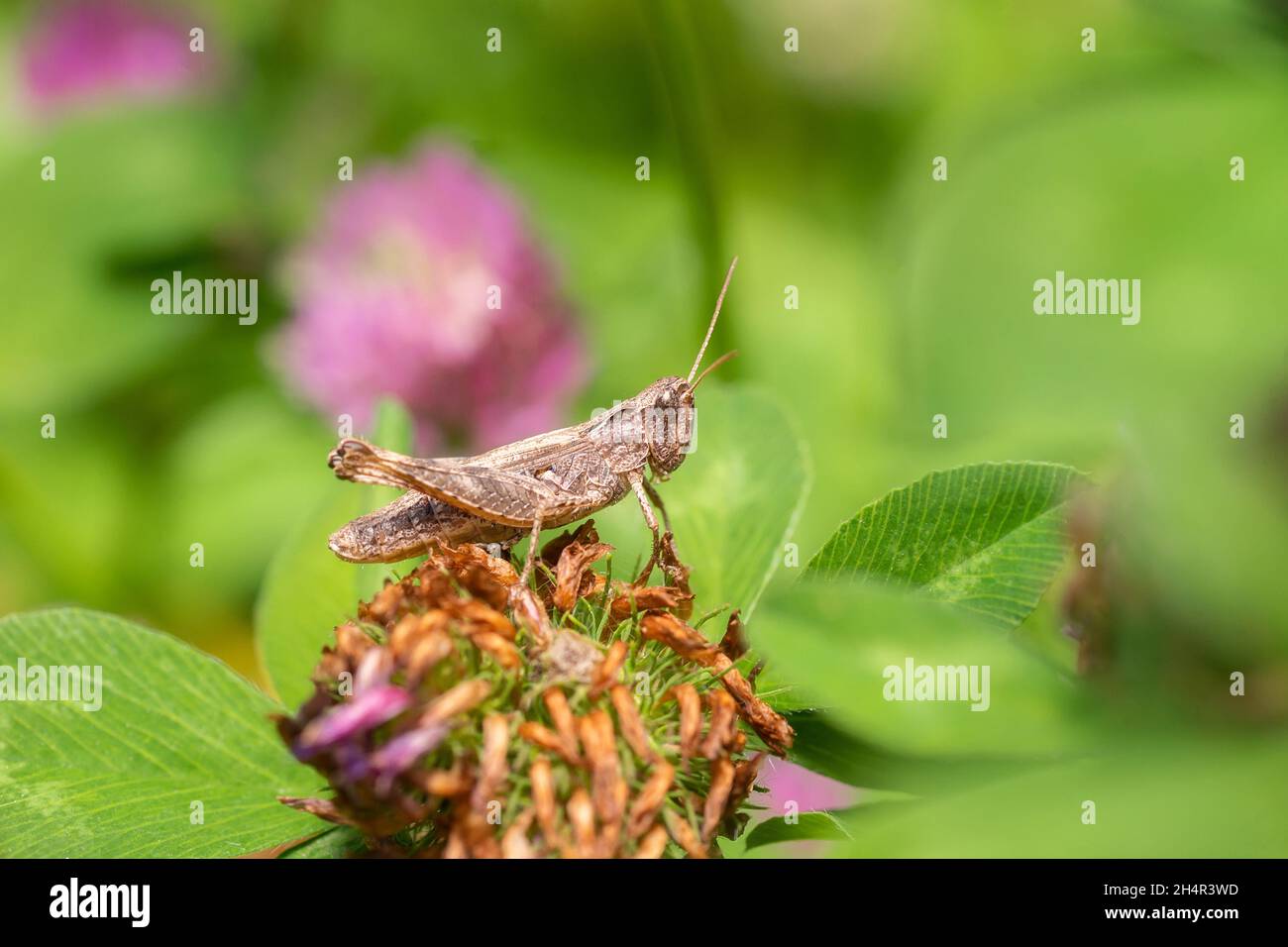 Große Sumpfgrasschrecke (Stethophyma grossum), eine bedrohte Insektenart, die typisch für feuchte Wiesen und Sumpfwiesen ist Stockfoto