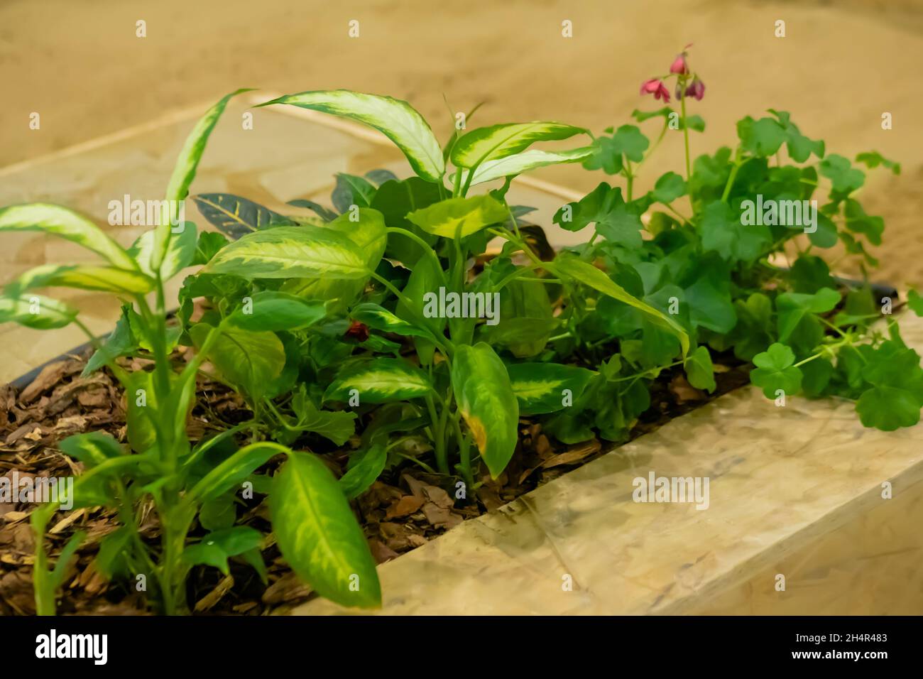 Grüne Pflanzen - Dieffenbachia und Geranie auf Holzschnitzelmulch - aus nächster Nähe Stockfoto