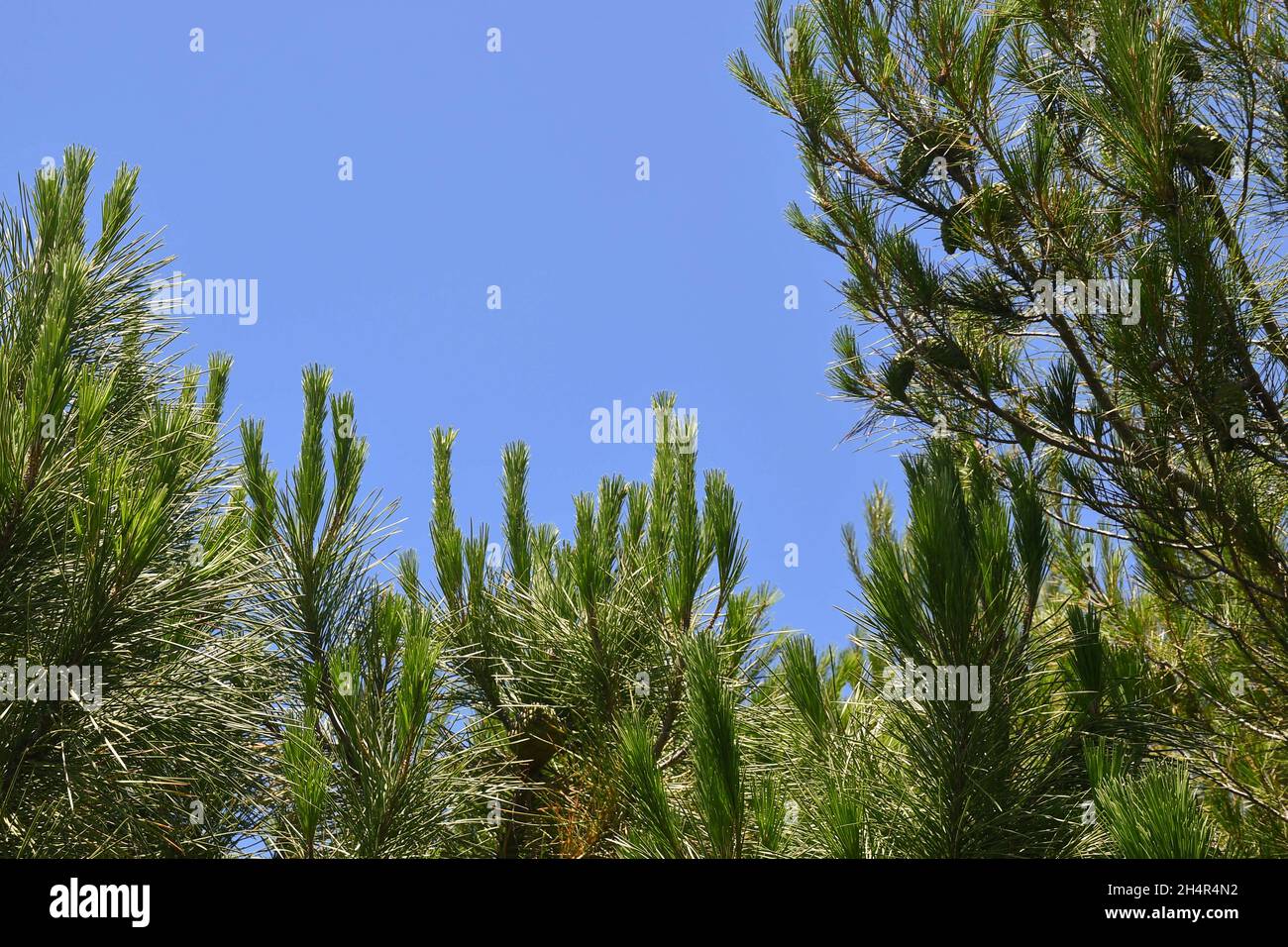 Spitze der maritimen Kiefern (Pinus Pinaster) gegen klaren blauen Himmel im  Sommer, Toskana Stockfotografie - Alamy